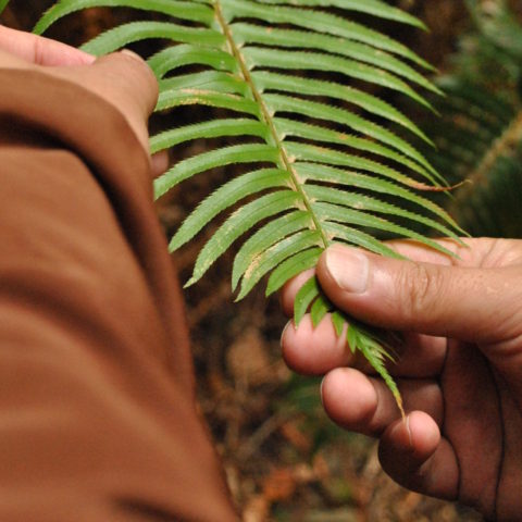 leaf-hands